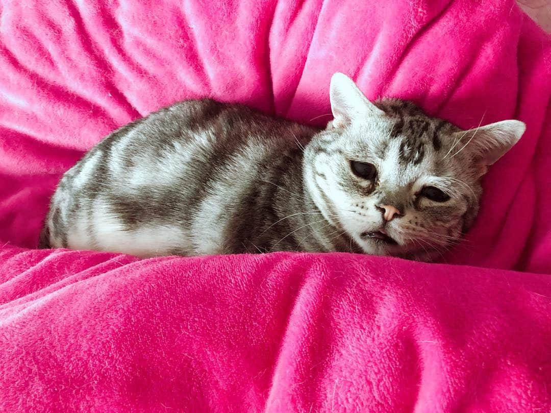 ルフさんのインスタグラム写真 - (ルフInstagram)「#luhu:"i don't wanna get up!i hate Monday 😩😩!" - - #cat #sadcat #cute #kitty #catsofinstagram #angel #adorable #lovely」4月22日 10時26分 - lanlan731