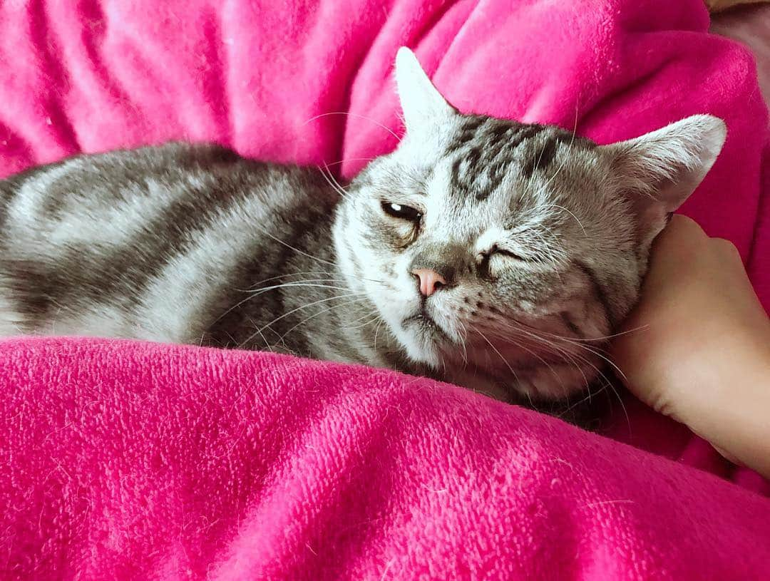 ルフさんのインスタグラム写真 - (ルフInstagram)「#luhu:"i don't wanna get up!i hate Monday 😩😩!" - - #cat #sadcat #cute #kitty #catsofinstagram #angel #adorable #lovely」4月22日 10時26分 - lanlan731