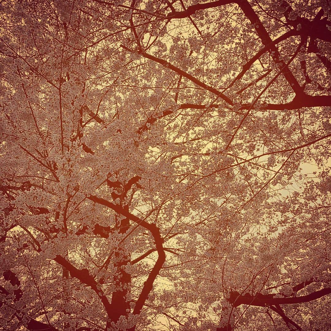 マモさんのインスタグラム写真 - (マモInstagram)「桜2019」4月22日 10時39分 - yuuyakemamomichan