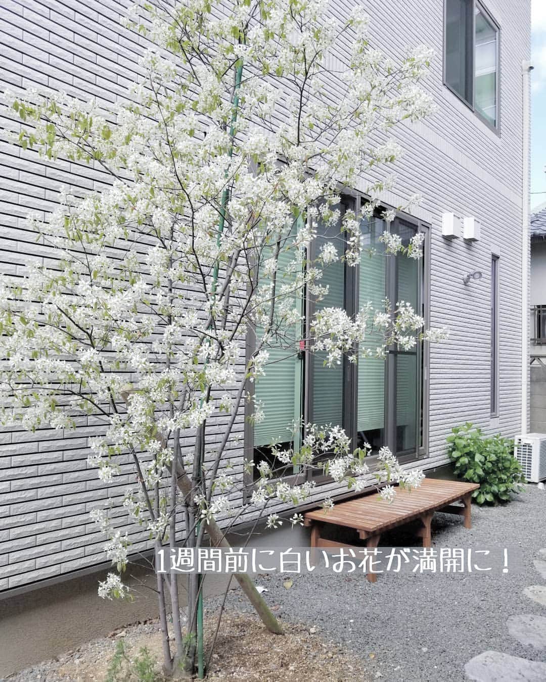 koyukkuma 一条工務店さんのインスタグラム写真 - (koyukkuma 一条工務店Instagram)「• 我が家と母家の間の中庭にあるジューンベリー🌿 • いつも4月中旬頃に白い花がつき始め、1週間ほどで散ってしまいます。 • 来月になると赤い実がついて、食べられる！ 人間が食べる前に鳥にほとんど食べられるけど😭 • 季節によって姿が変わる木を見るのは楽しい～🌿🌿 • ちなみに奥の方に見える低い木はあじさい🌼 • 言うてる間にあじさいもモリモリ咲くんやろなぁ～ • #一条工務店 #アイスマート #ismart #マイホーム #おうち #エクステリア #中庭 #庭 #植木 #植物 #花 #ジューンベリー #シンボルツリー #あじさい #暮らし #暮らしを楽しむ #日々のこと #日々の暮らし #すっきり暮らす #シンプルライフ #シンプルな暮らし #暮らしを整える #子どものいる暮らし #緑のある暮らし #花のある暮らし」4月22日 10時49分 - kumasan_ismart