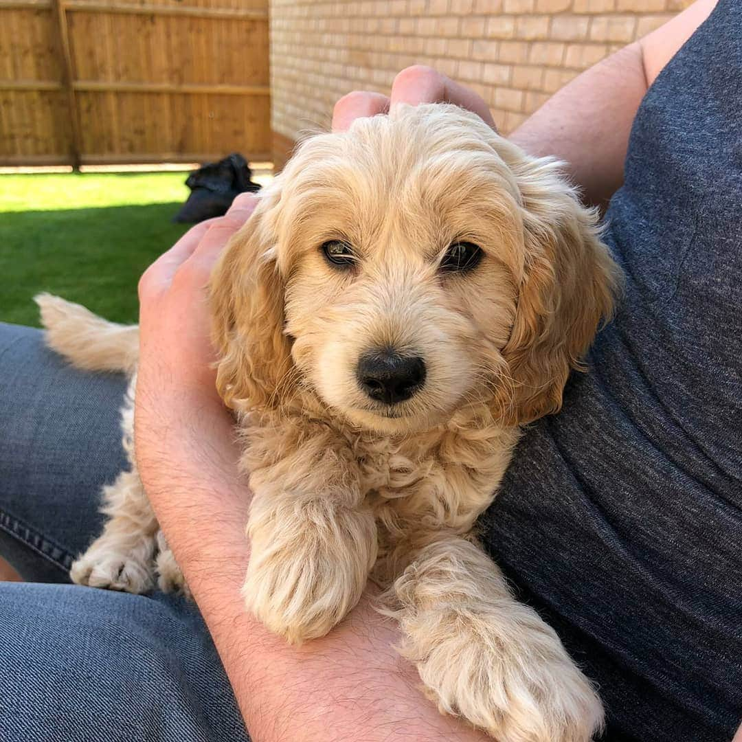 バスさんのインスタグラム写真 - (バスInstagram)「How cute is this little guy? 😍  Welcome to the family, little Ralph! 🐩🐕 #minituregoldendoodle #cutedogs #dogsofinstagram #puppy #twogaijin」4月22日 11時01分 - basheemskerk_89