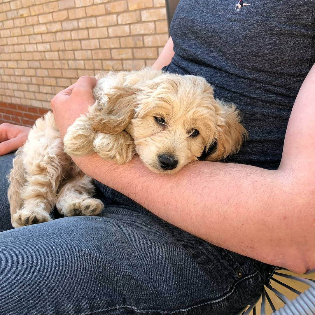 バスさんのインスタグラム写真 - (バスInstagram)「How cute is this little guy? 😍  Welcome to the family, little Ralph! 🐩🐕 #minituregoldendoodle #cutedogs #dogsofinstagram #puppy #twogaijin」4月22日 11時01分 - basheemskerk_89