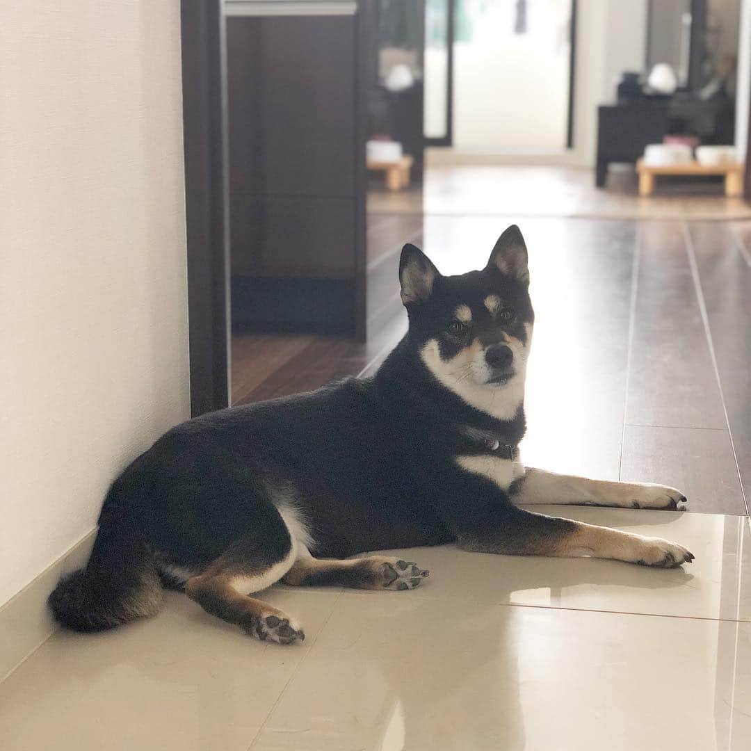 vo_coのインスタグラム：「🐾 うちの奥さんの職場復帰につき、本日より半年振りにこたつさんの日中お留守番生活再開です 坊主はフルタイム保育、こたつはお留守番生活と我が家の新年度は今日からが正式なスタートになります …がわずか5日で10連休、すぐに忘れちゃいそうw * #shibastagram #instashiba #shiba #shibainu #黒柴 #柴犬」