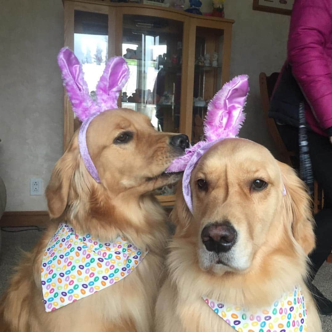 モヒートさんのインスタグラム写真 - (モヒートInstagram)「This is one of mom’s favorite Easter photos of me and Tango 😂 ------------------------------- #goldensofig #goldenretriever  #goldenretrieversofinstagram #betterwithpets #dogsofig  #dogsofinstagram #fluffypack #gloriousgoldens #welovegoldens #ilovemydog #goldenlife #bestwoof #ProPlanDog #ilovegolden_retrievers #mydogiscutest #retrieversgram #dogsofcle  #easterbunny」4月22日 11時24分 - mojito_rose_family