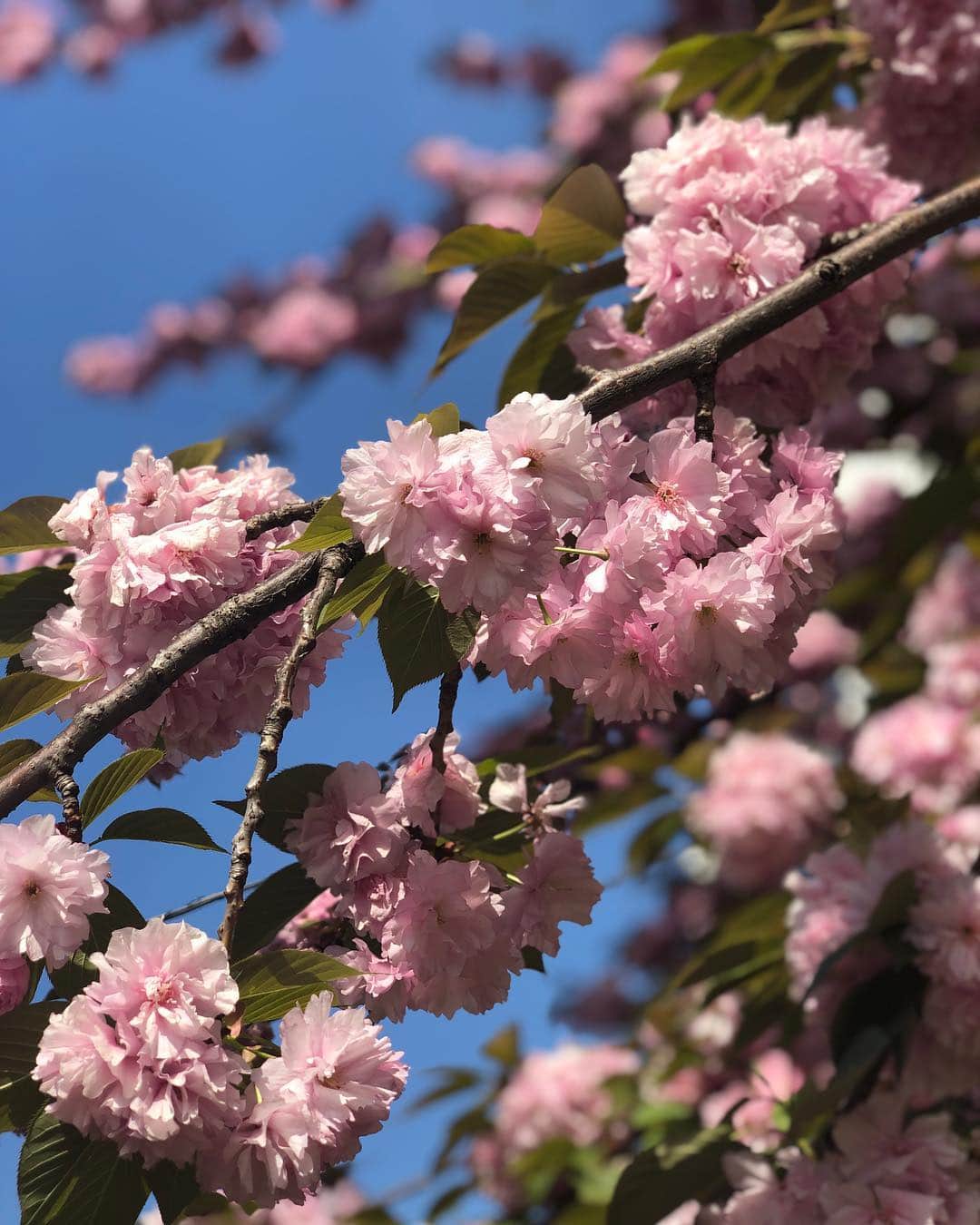 実咲凜音さんのインスタグラム写真 - (実咲凜音Instagram)「. 桜🌸まだ咲いているところある！  でも、もうこれもラストだね。  今年の桜も綺麗だったわ〜😌 みりおん。 #桜も見納め #今年も綺麗だった #はい！ #今日は1回公演 #お待ちしています！」4月22日 11時38分 - misaki_rion