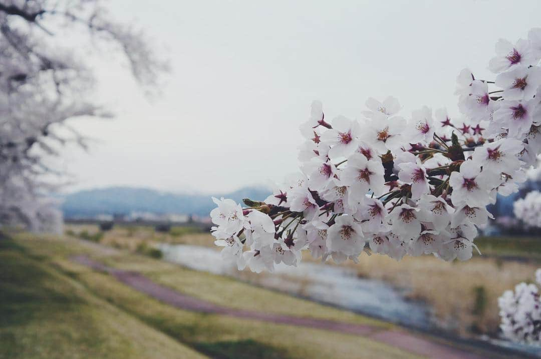 Rediscover Fukushimaさんのインスタグラム写真 - (Rediscover FukushimaInstagram)「Photos taken yesterday! The 1000 cherry blossom trees at Miya River in Aizu Misato Town are in full bloom right now 😌💕🌸」4月22日 11時52分 - rediscoverfukushima