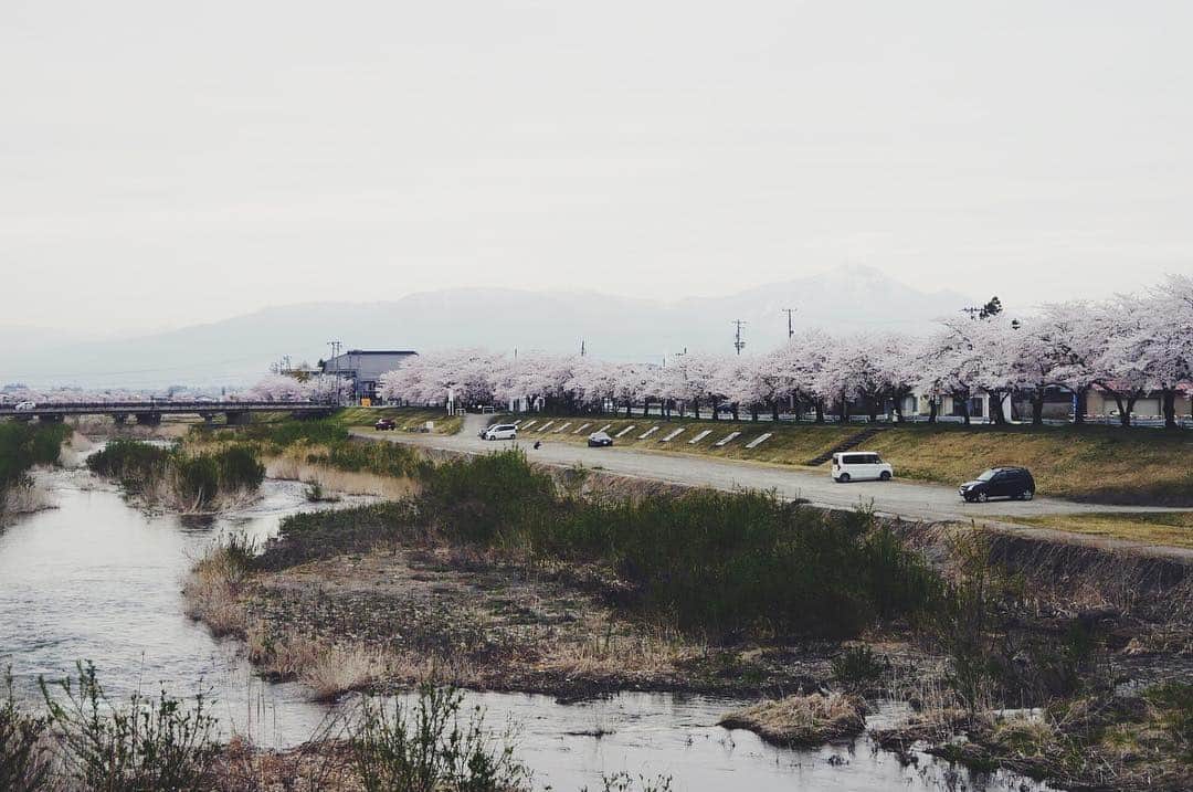 Rediscover Fukushimaさんのインスタグラム写真 - (Rediscover FukushimaInstagram)「Photos taken yesterday! The 1000 cherry blossom trees at Miya River in Aizu Misato Town are in full bloom right now 😌💕🌸」4月22日 11時52分 - rediscoverfukushima