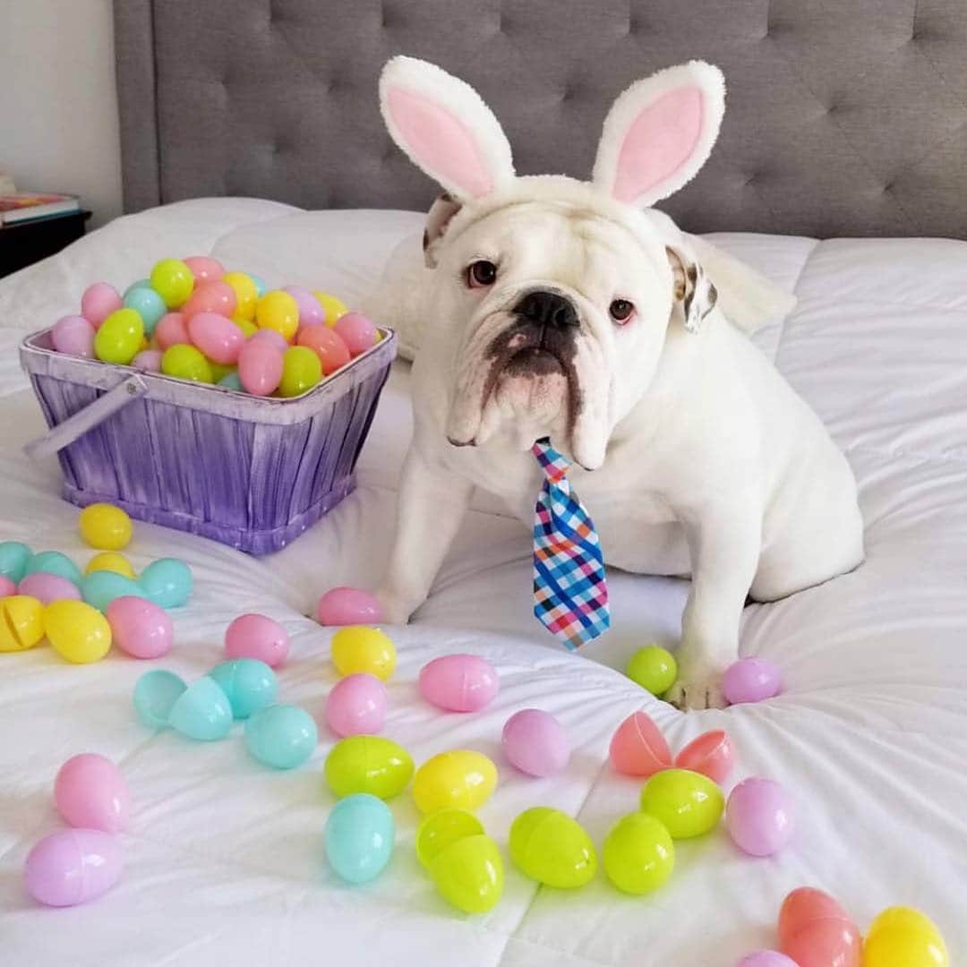 Bodhi & Butters & Bubbahさんのインスタグラム写真 - (Bodhi & Butters & BubbahInstagram)「Tomorrow is back to business as usual but let’s enjoy the moment . . . . . #bulldog #puppy #love #cute #easter #spring #business #dogsofinstagram @baguette.and.oxford」4月22日 11時53分 - keonistuff