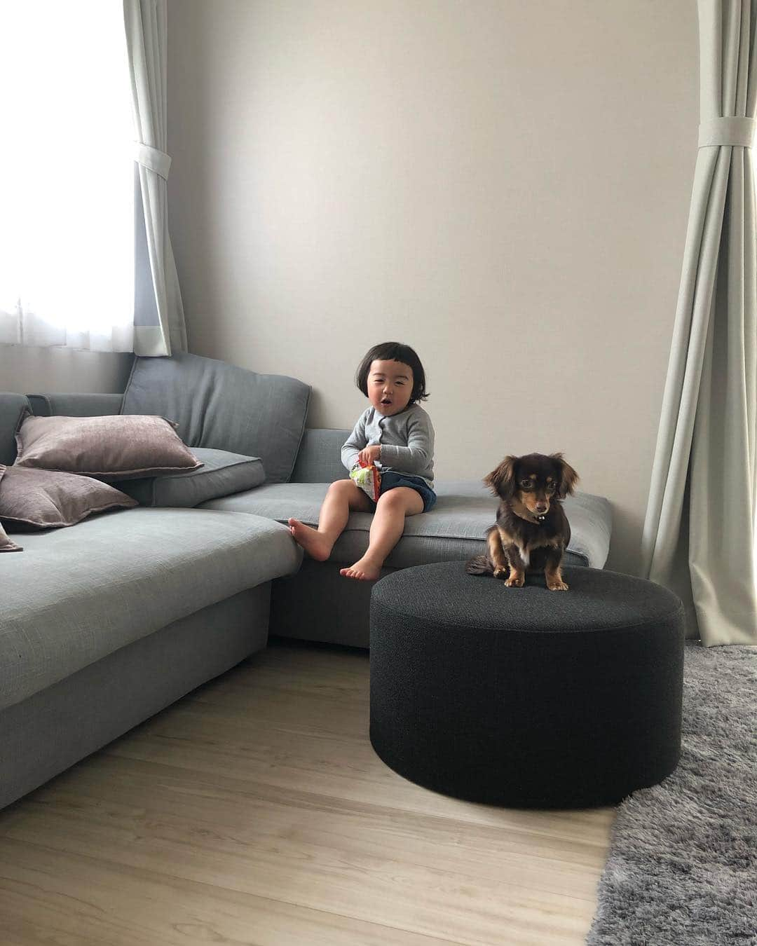 ayuさんのインスタグラム写真 - (ayuInstagram)「👶🏻🐶 . 今日も朝から愉快です🍄 👣#nene_movies . . sofa: @actus_press ●: @actus_press  cushion cover: #ELEMENTS  #楽天roomに載せてます . #2歳#2歳7ヶ月#次女#妹#チワックス#10ヶ月#チョコタンチワックス#楽天room#roomインフルエンサー#アクタス」4月22日 11時54分 - memeyuyu