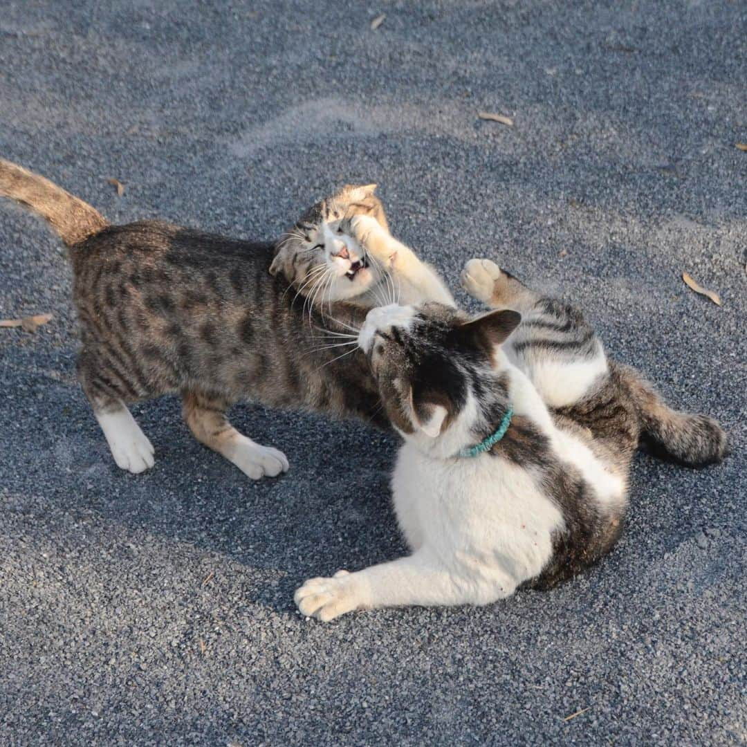 やふさんのインスタグラム写真 - (やふInstagram)「本日の猫プロレス . #cat #neko #catlovers #catsofinstagram #catstagram #instacat #猫 #ねこ #ネコ #保護猫 #新吉 #京太」4月22日 11時57分 - kyafy