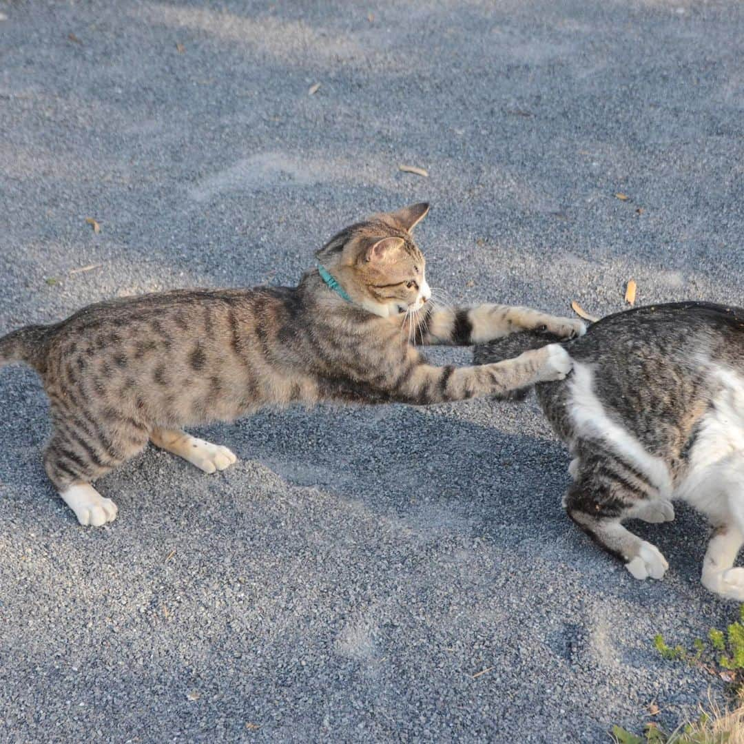 やふさんのインスタグラム写真 - (やふInstagram)「本日の猫プロレス . #cat #neko #catlovers #catsofinstagram #catstagram #instacat #猫 #ねこ #ネコ #保護猫 #新吉 #京太」4月22日 11時57分 - kyafy