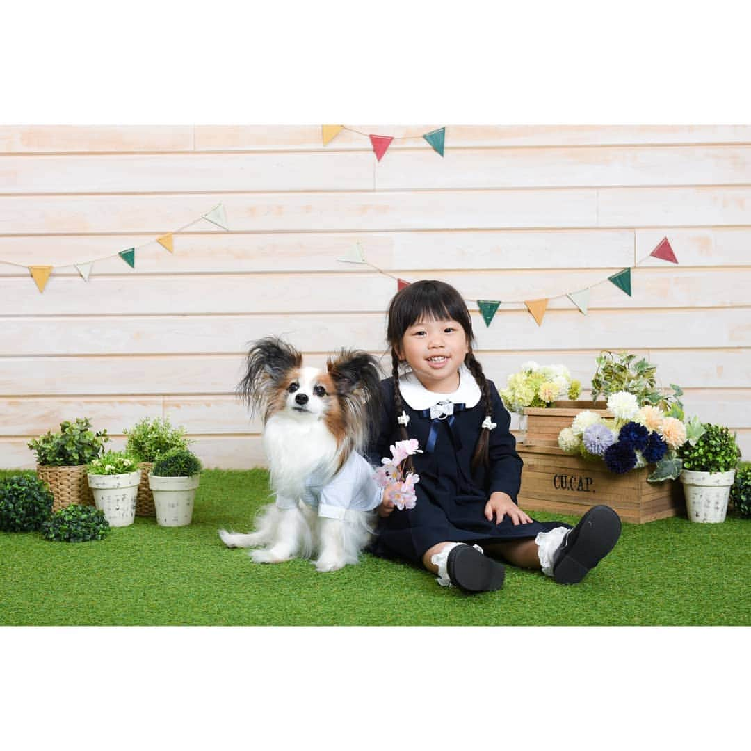 Photo Studio178さんのインスタグラム写真 - (Photo Studio178Instagram)「おりこう兄妹🐶👧 ご入園おめでとう🌸 ✽.｡.:*・ ✽.｡.:* ・  https://17hachi.com 📷わんちゃんと一緒に撮影🉑  #入園 #入園記念 #3歳 #女の子  #パピヨン #わんこ #family #doglover #成長記録 #幼稚園 #tv_kidz  #ig_kids #instakids #icu_japan  #kids #ママプレス #コドモノ #コズレ #ママリ #mamanoko #コドモダカラ  #記念撮影 #家族写真 #月島 #勝どき #豊洲  #中央区  #kids_japan #instagram_kids」4月22日 12時03分 - photo_studio_178