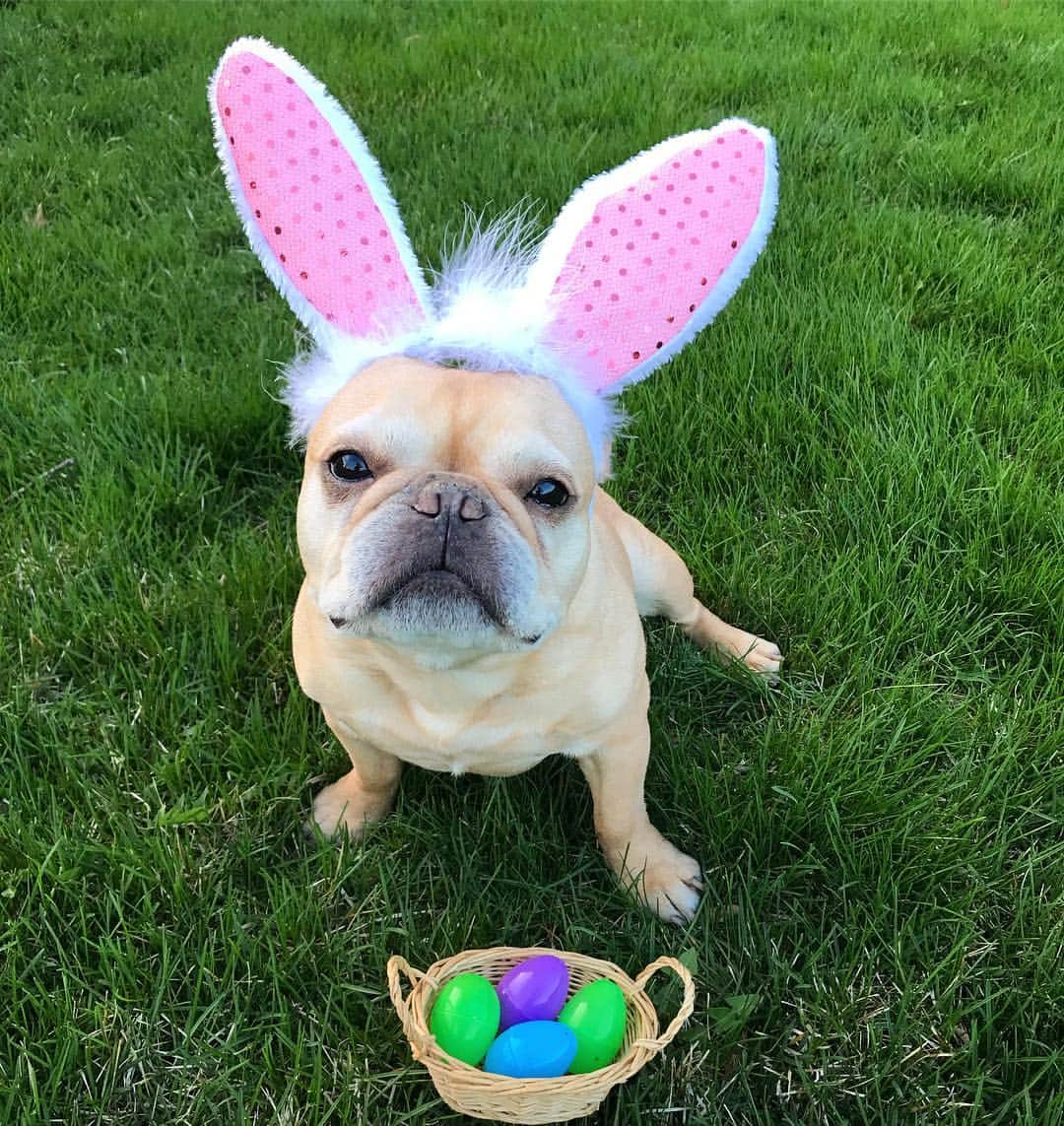 Hamlinのインスタグラム：「Hope y’allz had a wonderful Easter today! I filled some eggs and hid them in the yard for my human bro to find. Too bad all the eggs are hidden somewhere in the 0-1.5’ range off the ground. 🐰🐥 .......... #happyeaster #bunny」