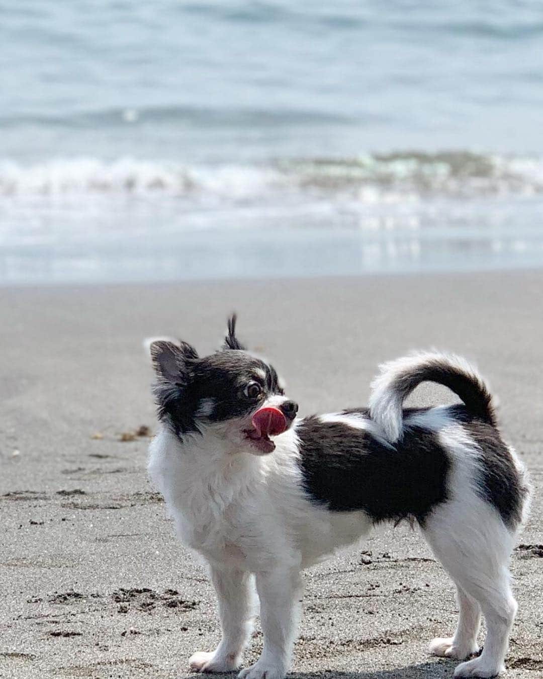 小澤名代さんのインスタグラム写真 - (小澤名代Instagram)「お散歩嫌いのブレアが飛び跳ねるように海ではしゃいでる姿をみて、 海の近くに住みたくなりました。 大好きな海で充電されて、 お陰様で爽やかな月曜日の始まりに☺︎ #monday #sea #lovesea #happyweek #chiwawa #dogstagram #dogoftheday #ilovemydog #Chihuahua #doggylove #happy monday #beachside #beach #チワワ #愛犬 #海でお散歩 #リードなし散歩 #湘南 #七里ガ浜 #海で充電 #鎌倉 #大好きな海 #大自然にはしゃぐブレア姫」4月22日 12時12分 - ozawanayo
