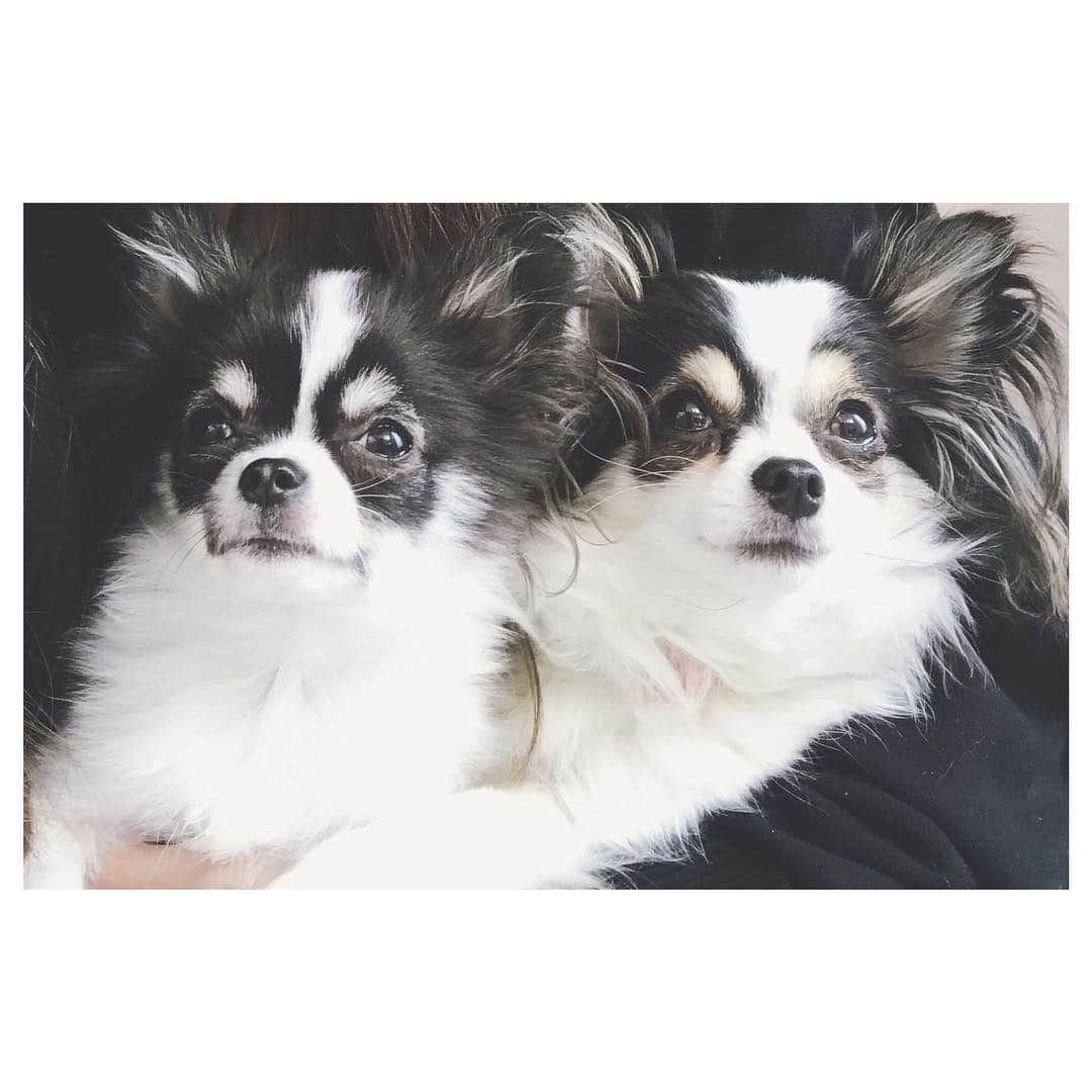 大塚愛さんのインスタグラム写真 - (大塚愛Instagram)「犬会。  AIO　#dog #犬 #可愛い #まゆげ」4月22日 12時14分 - aiotsuka_official