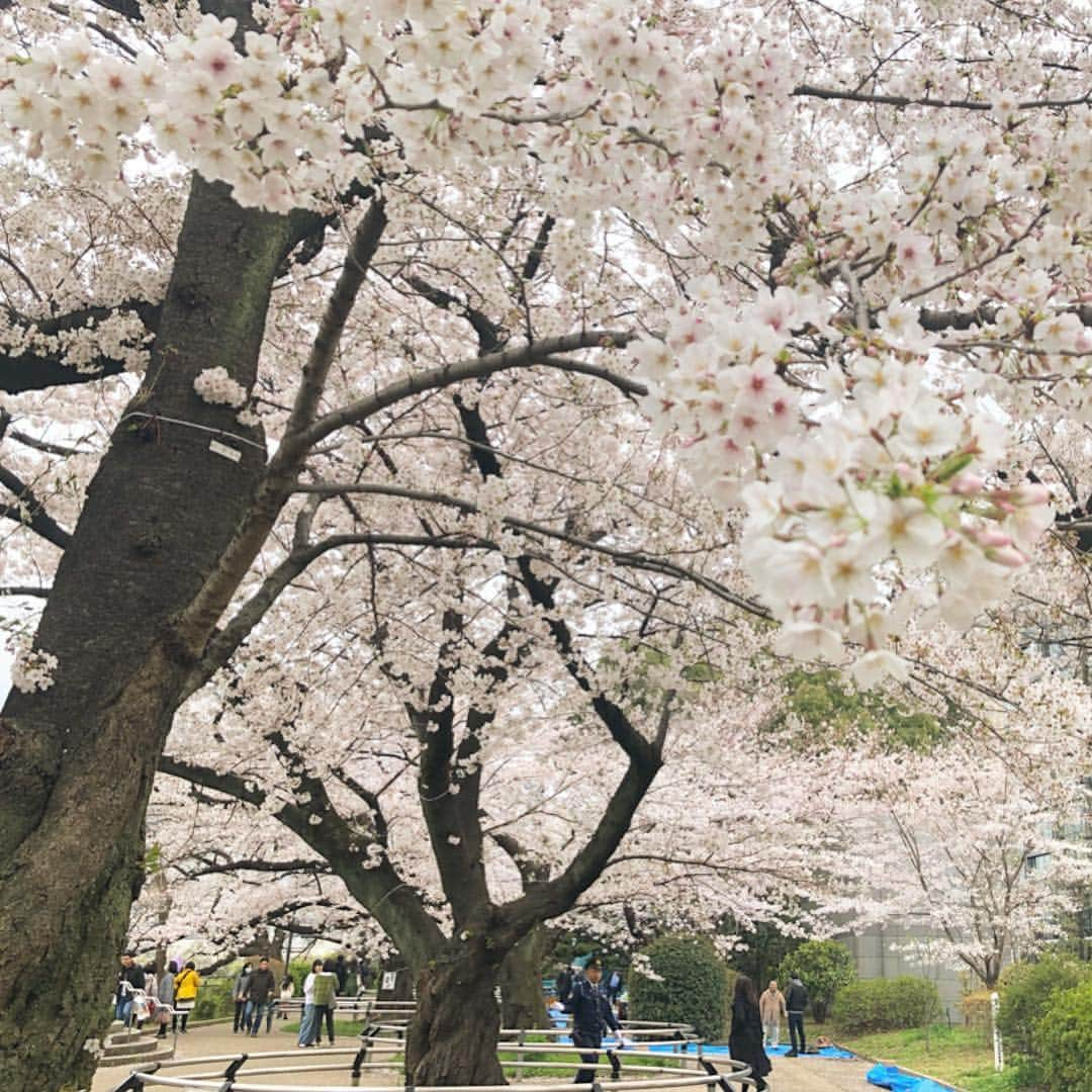 村山千代さんのインスタグラム写真 - (村山千代Instagram)「新年度も よろしくお願い申し上げます (#今更 ) #もう四月も終わる  #平成も終わる  #新しい時代へ  #令和もよろしくお願いします  ピンクに映える 真っ黒な服の女性(デカ気取り)と 仕事の合間に平成最後の桜を見物しました #平成最後  #夜桜  #東京の桜  #靖国神社  #靖國神社  #千鳥ヶ淵  #千鳥ヶ淵緑道  #アナウンサー  #桜 #サクラ  #さくら」4月22日 12時16分 - chiyocolate420