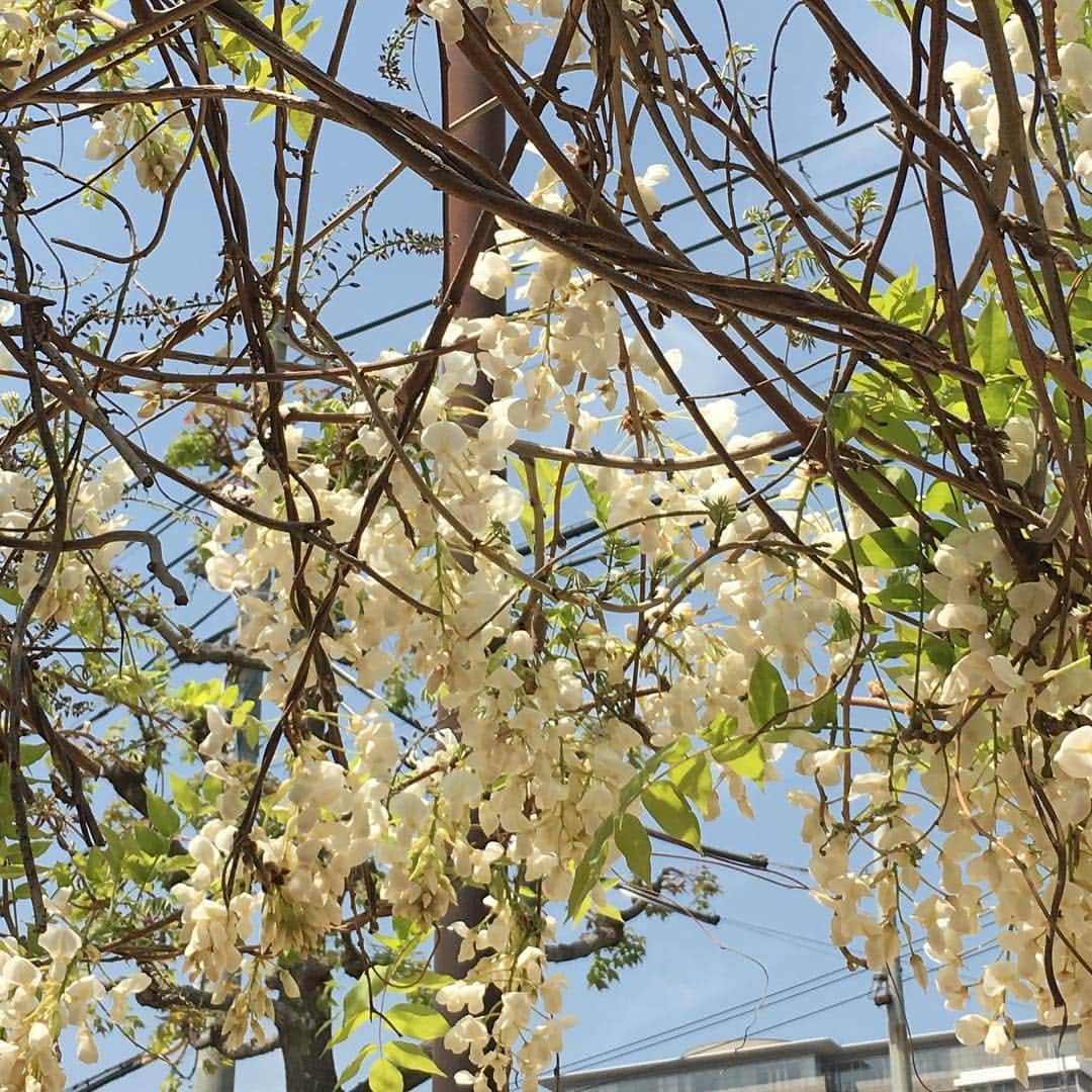高羽そらのインスタグラム：「桜は終わったけれど、藤の花が満開。甘い香りに誘われつつも、ボクの頭は明日のエド・シーランのライブでいっぱいなんだなぁ😅 #ふじ #エドシーラン」