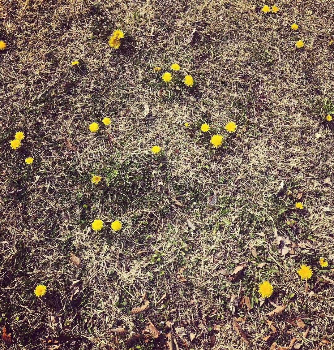 笛木優子のインスタグラム：「こんな生地ほしい。。。💛」