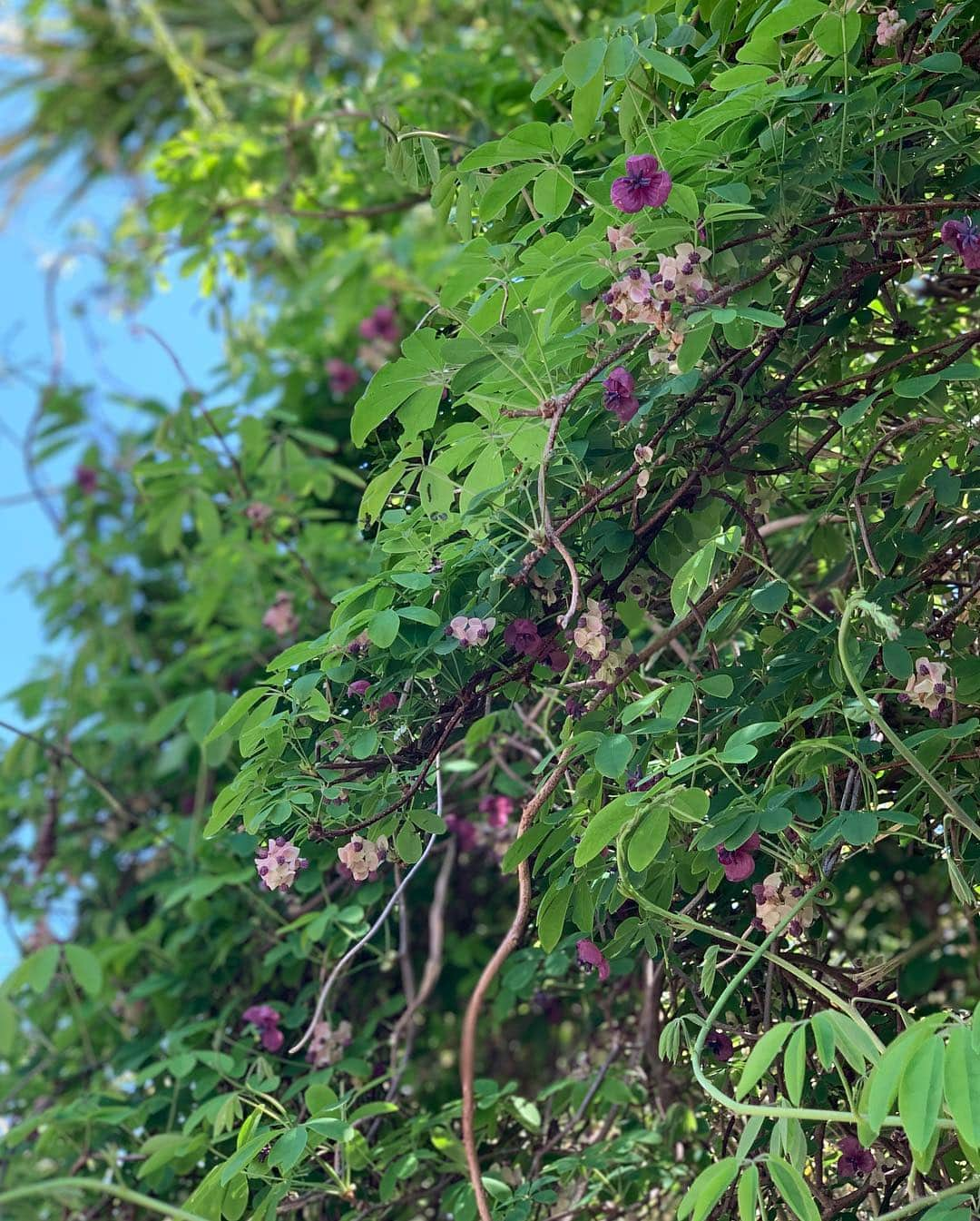 石田ひかりさんのインスタグラム写真 - (石田ひかりInstagram)「あけびの花って こんなに可愛いんだなあ つる性の植物が好きです」4月22日 12時29分 - hikaringo0525