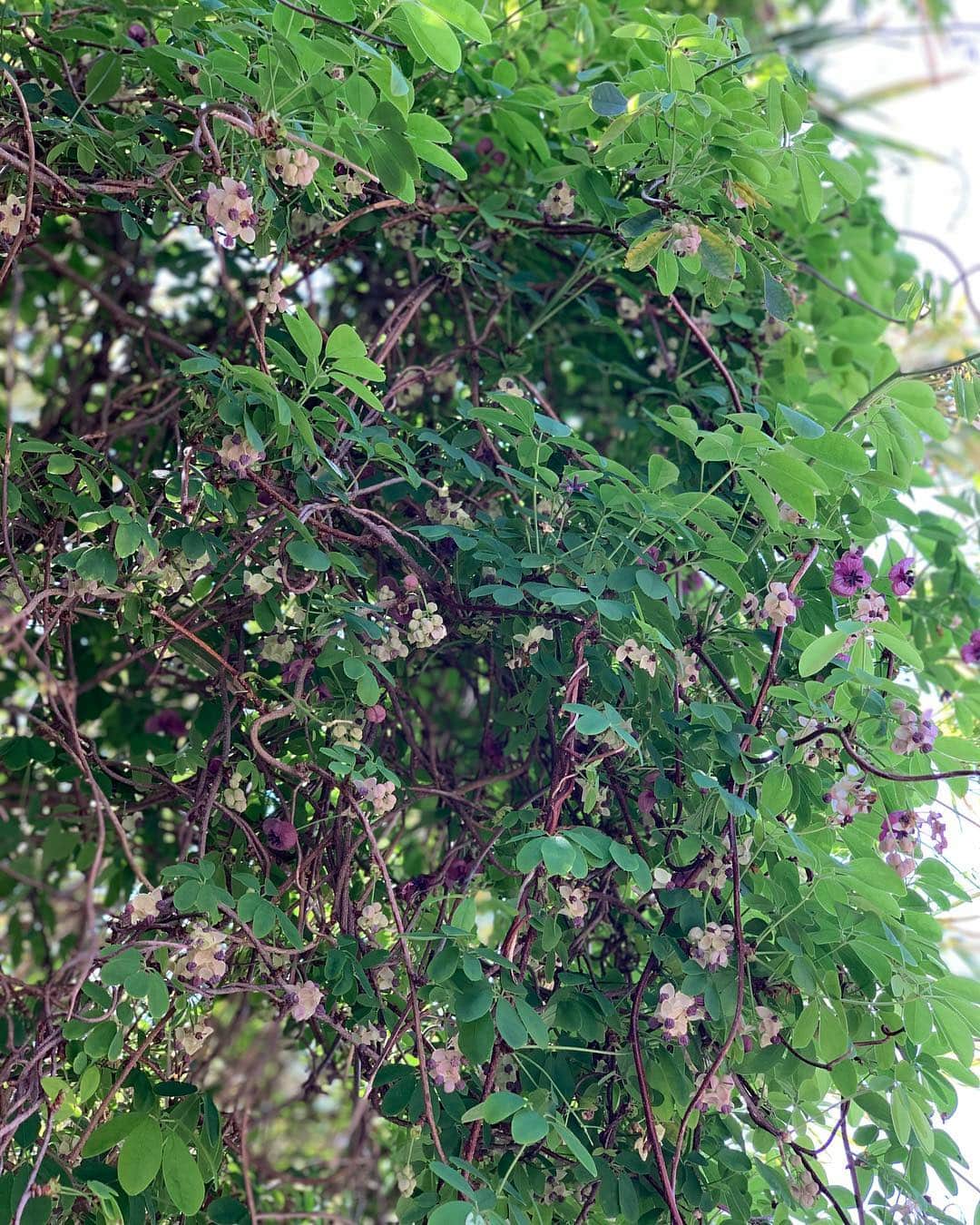 石田ひかりさんのインスタグラム写真 - (石田ひかりInstagram)「あけびの花って こんなに可愛いんだなあ つる性の植物が好きです」4月22日 12時29分 - hikaringo0525