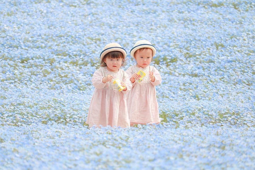 のインスタグラム：「今週もよろしくお願いします😊 現在、「春」をテーマにお写真・動画を募集中です✨ 本日の #タビスルキッズ はこちら💕 📷 @1019_cocoさん 🚩岐阜県・可児市「花フェスタ記念公園」 🎙ご本人コメント ネモフィラの花畑へお出かけ𓂃𓍯 @tomorigoto ちゃんがご一緒してくれたよ𖦊 * お花に埋もれた写真が撮りたい〜と思うと かなり子どもたちから離れないといけなくて そうなると追いかけてくるよね𓇠 * * 2人がいい感じの写真撮るのかなり苦戦していたら ともちゃんがさくっとベストショットを 撮ってくれて感激♡♡ * ということできっとともちゃんが 撮ってくれた写真ばかり載せると思います☜ 撮影料お支払いするレベルで素敵だった𓅼 ﻿﻿﻿﻿＊＊＊＊＊＊ 爽やかな風を感じるかわいすぎるお写真ですね✨ ステキな瞬間をありがとうございます💕」