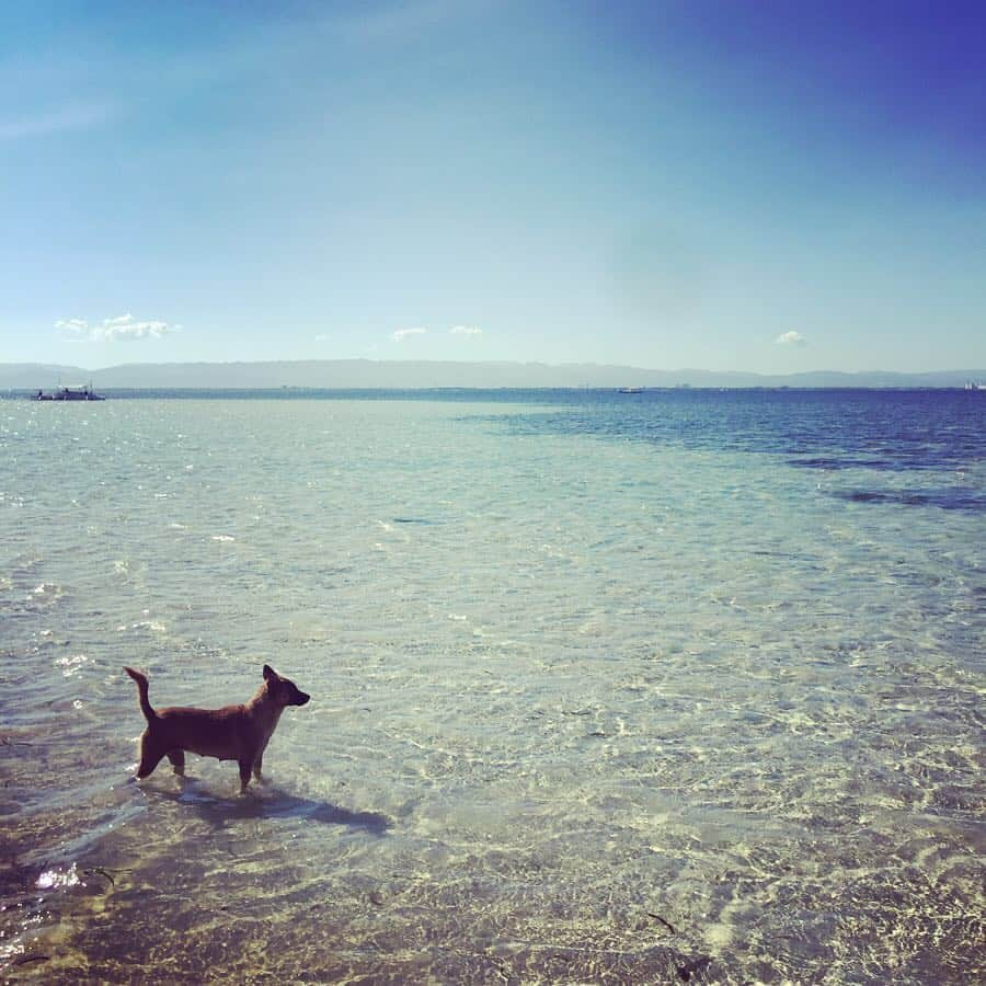 石井あみさんのインスタグラム写真 - (石井あみInstagram)「✵Caohagan Island✵﻿ ﻿ 連休最終日はカオハガン島へ。﻿ ﻿ イースター最終日は、身を海で清めるとかで、﻿ ローカルたちもいつも以上に海に入っていたようです。﻿ ﻿ マクタン島の港からバンカーボートで移動⛴﻿ 遠浅のため、バンカーボートへはほっそい小舟か、﻿ 行ける人は徒歩で海を歩きます。﻿ スリリングすぎ！﻿ ﻿ チャーターしたバンカーボートには、見知らぬ家族が。﻿ カオハガン島に行く船を聞きつけ、ゾロゾロと勝手に乗り込んだ模様。﻿ ウソでしょ？！が普通に起こる国なのです。﻿ もちろん我々も笑うだけ、誰も怒りません、﻿ そんな日常。﻿ ﻿ バンカーボートで小1時間。﻿ 日本人崎山さんが所有する、島民650人のパラダイスへ。﻿ 30年前までお金も流通していなかった、﻿ 電気もほぼない自然の島。﻿ ﻿ 「何もないけど豊かな島」﻿ 日帰りでしたが、島の宿泊施設にお世話になりました。﻿ 島内をふらふらと歩いて、島民の暮らしを垣間見たり、﻿ 気が向いたら海に入ったり、﻿ スマホも見ずに(写真は撮りまくったけど)﻿ ひたすらのーーーーんびりした時間。﻿ ﻿ ムスメも楽しそうでした。﻿ 帰りは陽が暮れて、暗闇の中、遠浅の海を歩いて港まで。﻿ 大変だったけど、海と、真っ赤な月と満天の星、﻿ 幻想的で綺麗でした。﻿ ﻿ セブ市内からは車移動入れて2時間弱。﻿ セブにはない自然に触れられて、﻿ プライスレスな時間！(お金はまあまあかかります)w﻿  #caohagan#カオハガン島#philippines#セブ島留学#母子留学#セブ在住」4月22日 12時38分 - ami_cebuyolo