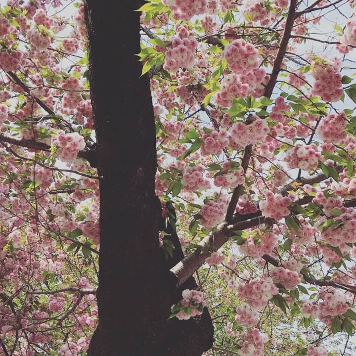 日高薫のインスタグラム：「まだ咲いてて嬉しい〜☺️💗🌸🍒 #牡丹桜 #桜 #チェリーブロッサム #🌸 #🍒 #自転車 #公園 #娘ちゃん #2歳 #女の子ママ #instagood #👨‍👩‍👧」