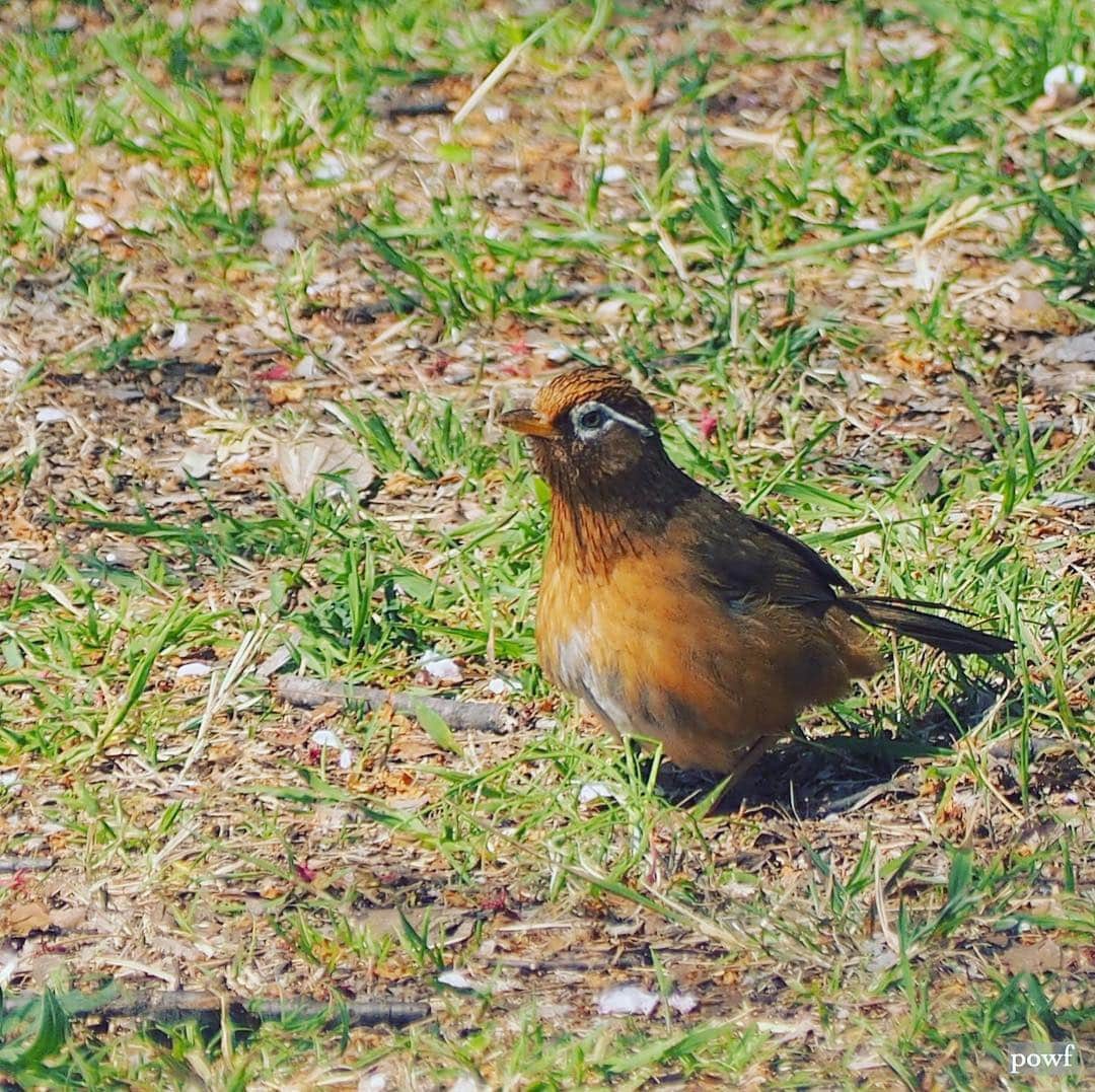 anemone_69のインスタグラム：「. #ガビチョウ #野鳥 . .」