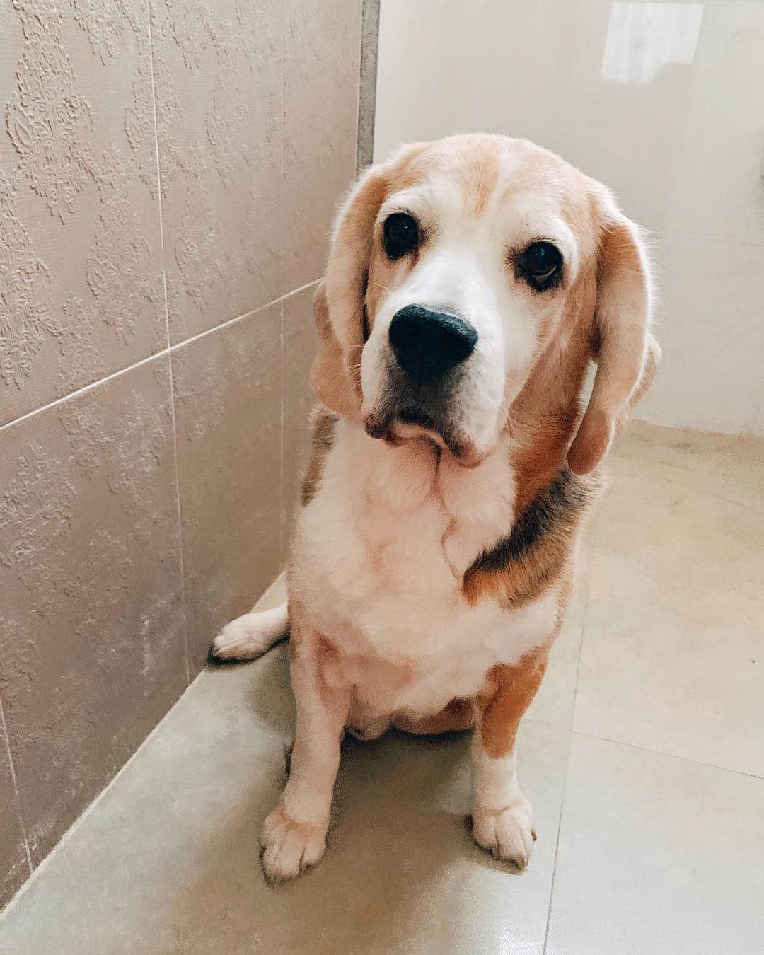 r_oseのインスタグラム：「A little zoomies after bath that make my ears fly, Ramsay 🦊〰️ #baegle #hound」