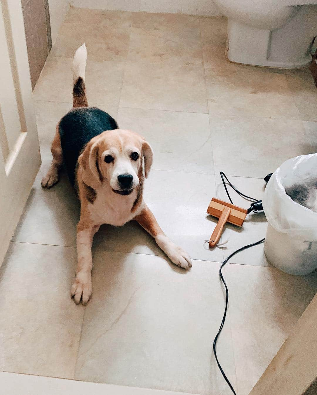 r_oseさんのインスタグラム写真 - (r_oseInstagram)「A little zoomies after bath that make my ears fly, Ramsay 🦊〰️ #baegle #hound」4月22日 12時48分 - r_ose