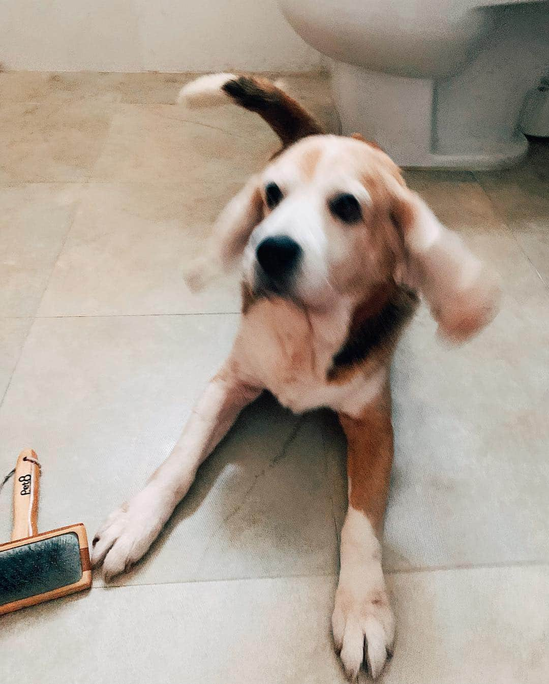 r_oseさんのインスタグラム写真 - (r_oseInstagram)「A little zoomies after bath that make my ears fly, Ramsay 🦊〰️ #baegle #hound」4月22日 12時48分 - r_ose