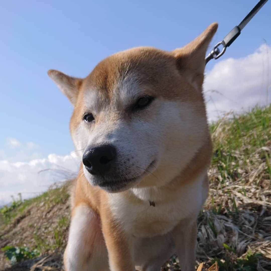 柴犬⭐️サスケのインスタグラム