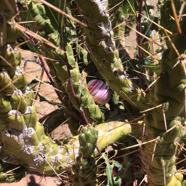 デヴィッド・スペードのインスタグラム：「Easter bunny was being an asshole today.  #arizonaeaster. #Saw2」