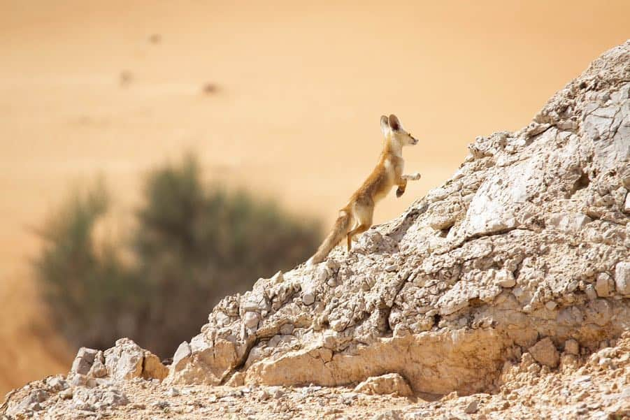 エミレーツ航空さんのインスタグラム写真 - (エミレーツ航空Instagram)「Did you know that Dubai’s largest project is dedicated to wildlife? We have been championing and preserving wildlife through the Dubai Desert Conservation Reserve and Emirates One&Only Wolgan Valley @wolganv in Australia since 2003. These conservation projects also provide unique and sustainable experiences for visitors from around the world to enjoy the extraordinary wildlife and distinctive vegetation.  #EarthDay #EmiratesAirline #FlyEmiratesFlyBetter」4月23日 0時03分 - emirates