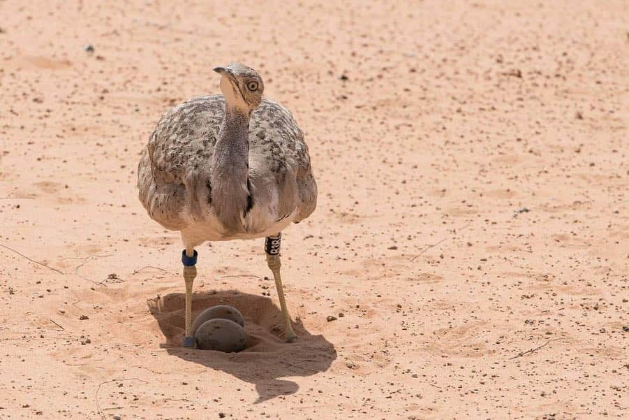 エミレーツ航空さんのインスタグラム写真 - (エミレーツ航空Instagram)「Did you know that Dubai’s largest project is dedicated to wildlife? We have been championing and preserving wildlife through the Dubai Desert Conservation Reserve and Emirates One&Only Wolgan Valley @wolganv in Australia since 2003. These conservation projects also provide unique and sustainable experiences for visitors from around the world to enjoy the extraordinary wildlife and distinctive vegetation.  #EarthDay #EmiratesAirline #FlyEmiratesFlyBetter」4月23日 0時03分 - emirates