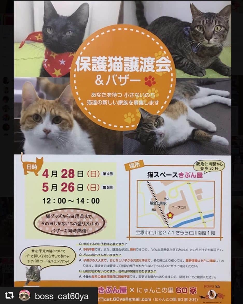 猫カフェきぶん屋さんのインスタグラム写真 - (猫カフェきぶん屋Instagram)4月23日 0時03分 - nekocafekibunya