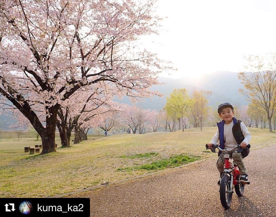 Gero City【下呂市公式アカウント】さんのインスタグラム写真 - (Gero City【下呂市公式アカウント】Instagram)「#Repost @kuma_ka2 with @get_repost ・・・ 2019/04/21 ㊗️自転車デビュー🎉 風になる事を覚えた息子ですが、坂道とブレーキはまだ上手くいきません😌💨 #止まり方は知らない #軽い事故  #ぶつかっとるけどな #自転車デビュー #cycling  #桜  #bicycle #gerostagram #下呂アンバサダー #飛騨川公園 #自分の事のように嬉しい瞬間とはこの事か🙆‍♂️」4月22日 22時35分 - gerostagram