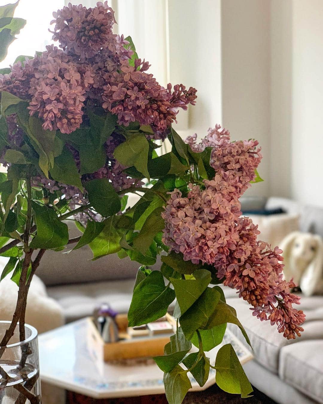 ヴラダ・ロスリャコヴァのインスタグラム：「Only once a year 🌸 And what’s your favorite flowers? #childhoodmemories #bestflowers #запахдетства」