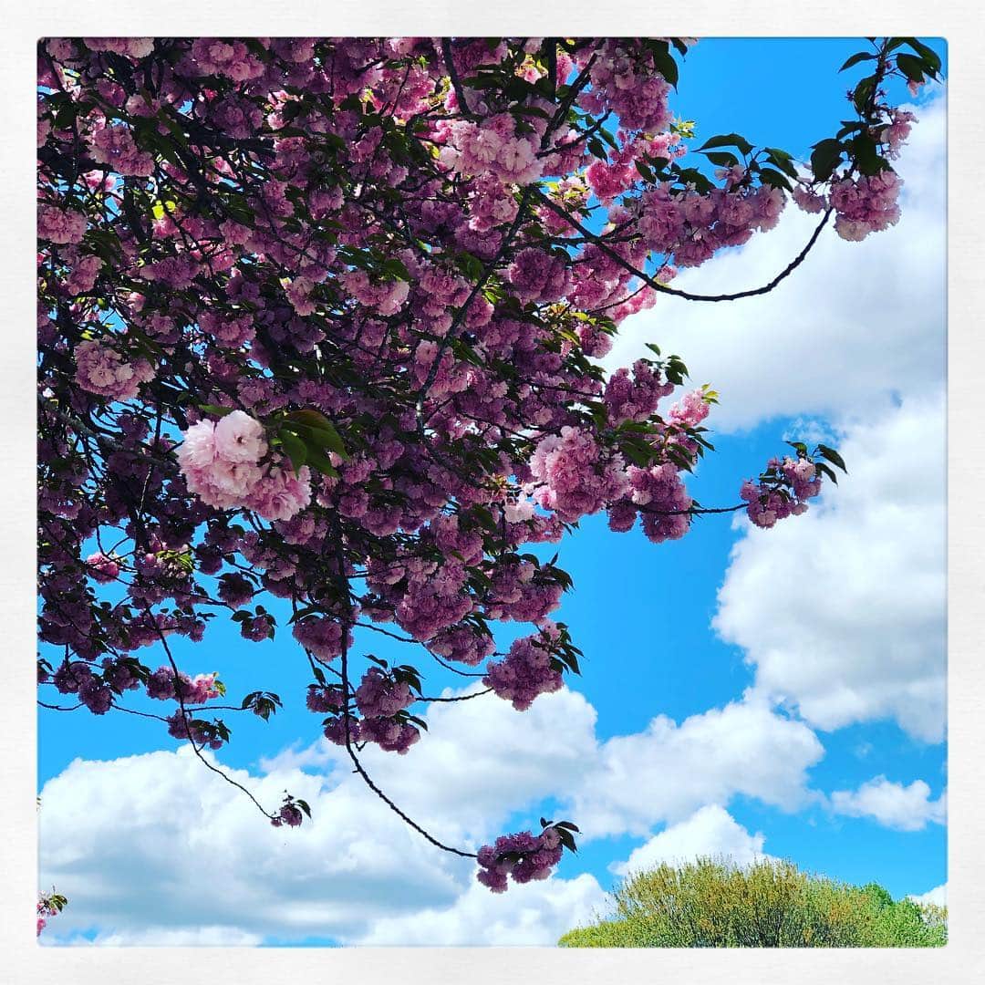 ダン・ブカティンスキーさんのインスタグラム写真 - (ダン・ブカティンスキーInstagram)「8th Grade DC trip. #mybabysgrowingup  #mondaymotivation #spring #cherryblossom」4月22日 22時58分 - danbucatinsky