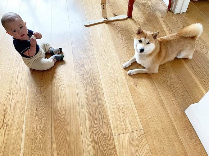 大塚良子さんのインスタグラム写真 - (大塚良子Instagram)「生後8カ月になりました🚼﻿ キャッキャ言いながら同じオヤツをシェアするこのコンビ見てると幸せ♡ ﻿ #nyc #happy #life﻿ #baby #babygirl #8monthsold  #海外子育て #海外移住 #ニューヨーク﻿ #生後8カ月  #ニューヨークママ」4月22日 23時31分 - ryokokonami