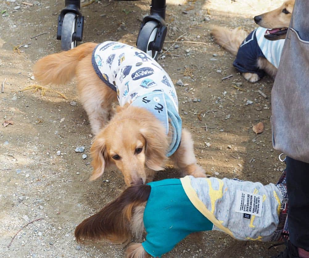 Sora Momoさんのインスタグラム写真 - (Sora MomoInstagram)「オフ会を楽しむそら🐶🐾 ☺︎ 初めて会ったお友達と次々ご挨拶 初めてお会いしたパパさんのお隣に座って満面の笑み 高いところを走り回ったかと思えば端っこの草むらを探索 勝手におちりをくんくん💦 暑くていつものようなダッシュが出来なくて残念だったけど 十分楽しめたそらでした😊👍 ☺︎ ご一緒して下さったみなさんありがとうございました💓 ☺︎ #ダックスオフ会#チームOHKSWN#ご挨拶#お友達がいっぱいで楽しそう#勝手にくんくんごめんなさい#ドックランの端から端まで楽しむ#むしろ真ん中使ってないし#人も犬も好き #ダックス#ミニチュアダックス #dachshund #miniaturedachshund」4月22日 23時26分 - teratera_sorapu_