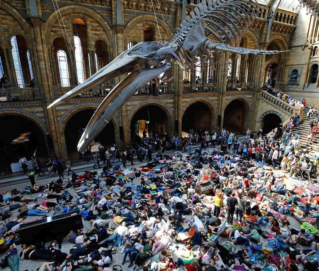 NBC Newsさんのインスタグラム写真 - (NBC NewsInstagram)「#ExtinctionRebellion activists participate in a mass “die in” under the blue whale at #London’s Natural History Museum on the 8th day of the environmental group’s protest calling for political action to combat #climatechange. . 📷 @akmentolga / @afpphoto」4月22日 23時26分 - nbcnews