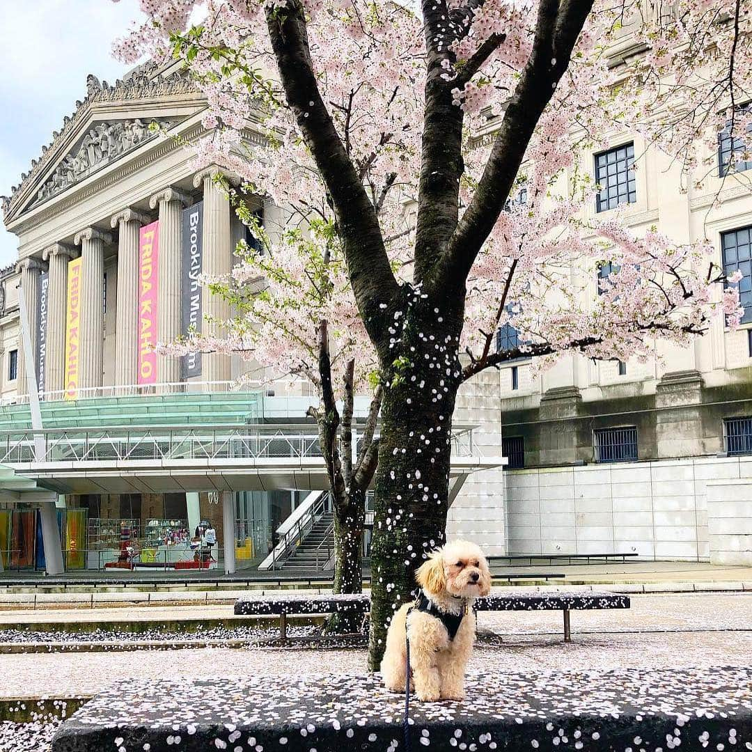 ブルックリン美術館さんのインスタグラム写真 - (ブルックリン美術館Instagram)「The sun is out, flowers are in bloom, and spring is serving major good vibes on our Plaza. Stop by for a final glimpse of our cherry blossoms 🌸 before they fall 🍃 then, tag your visit with #mybkm for a chance to be featured next. 📸 by recent visitors @scarlettroseturner @blair.the.maltipoo @cendzz @cjanestoddard @jessfg19 @joepit_addiskilla @maaaaakiko @yulkaaa @zharrell @float_for_fun_」4月22日 23時58分 - brooklynmuseum