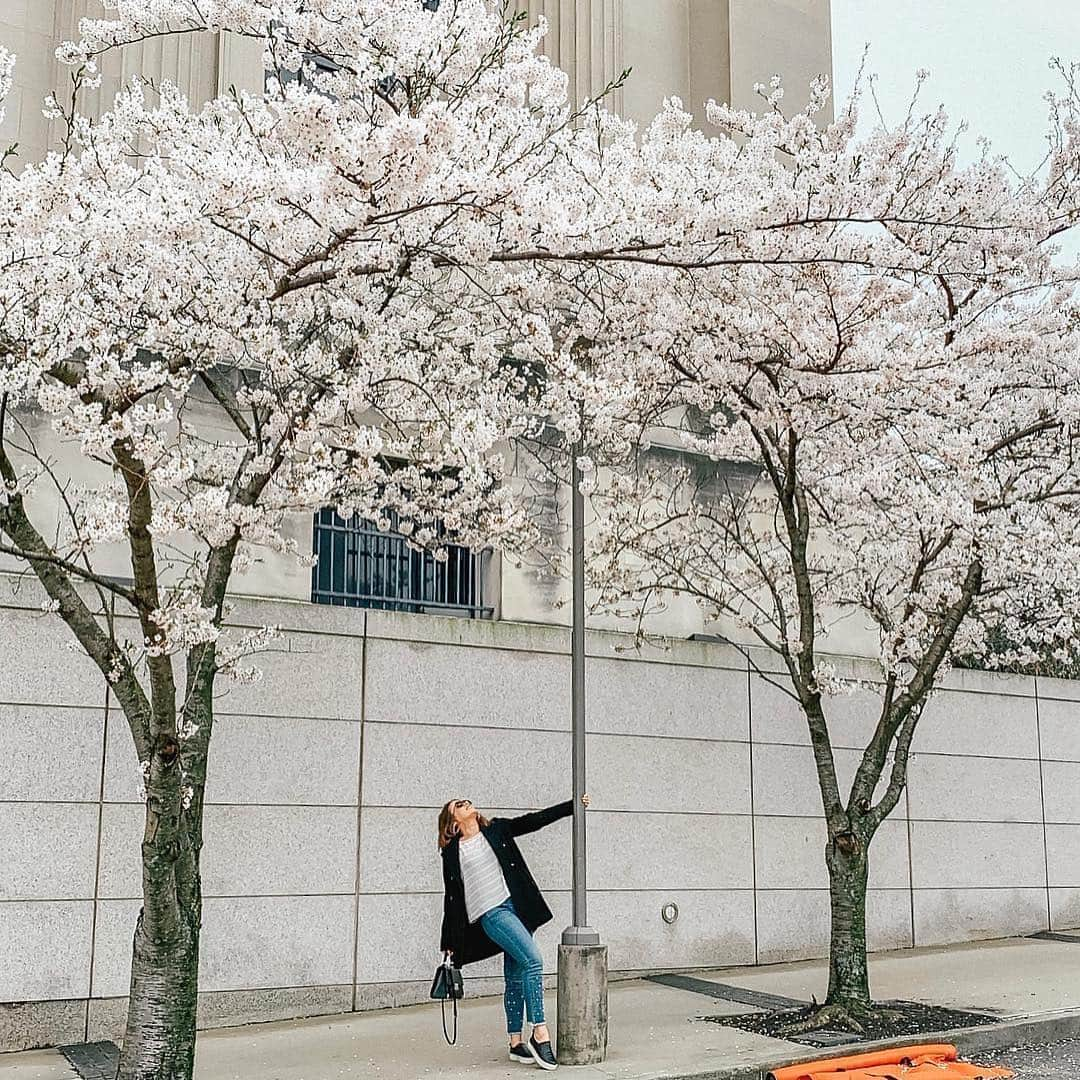 ブルックリン美術館さんのインスタグラム写真 - (ブルックリン美術館Instagram)「The sun is out, flowers are in bloom, and spring is serving major good vibes on our Plaza. Stop by for a final glimpse of our cherry blossoms 🌸 before they fall 🍃 then, tag your visit with #mybkm for a chance to be featured next. 📸 by recent visitors @scarlettroseturner @blair.the.maltipoo @cendzz @cjanestoddard @jessfg19 @joepit_addiskilla @maaaaakiko @yulkaaa @zharrell @float_for_fun_」4月22日 23時58分 - brooklynmuseum