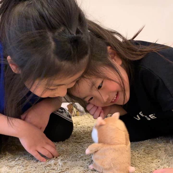 mocchiのインスタグラム：「＊＊＊＊＊ こんにちは☀ ・ ・ 我が家に届いた#ミミクリーペット ！！ ・ ・ 言った言葉を真似して喋ってくれるんだよー🐹💓 ・ 他にもウサギやパンダとか色々な種類あったよ🐰🐼🐶 ・ ・ めっちゃハッキリ真似してくるから面白い😂 ・ ・ 小春たちもめっちゃ喜んで遊んでた！ ・ ・ ・ 夜寝る前に2階から1階の子供たちに ・ 👩‍🦰もぉ寝るからおもちゃ片付けてよー！ ・ って言ったら、1階に居るミミクリーペットが真似しててワロタ。 ・ ・ 結構音声認識センサー広いのね← ・ ・ ・ あんなにキャッキャ喜んで遊んでたのに 寝る時寝室に持ってくーって言った後 ・ 👧あ、うるさいから電池切ろ！ ・ って話してた← ・ ・ 大人かw ・ ・ ・ #PR#女の子ママ#お家遊び#ミミクリーペット#タカラトミーアーツ#子育て#育児#姉妹#ペット#おままごと#お人形遊び」