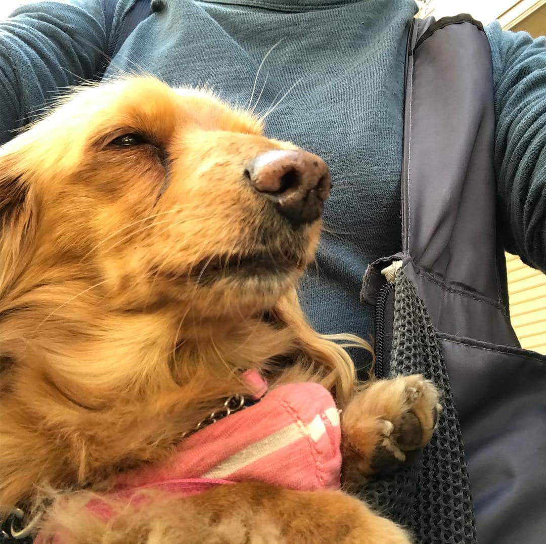 メルロコ一家の楽屋裏さんのインスタグラム写真 - (メルロコ一家の楽屋裏Instagram)「お出かけ。 メルとふたりで親方の酸素カプセルへ。予想通り歩かず。団体行動が基本のメルさんでした。 #犬重い」4月22日 15時18分 - merulocomocodon