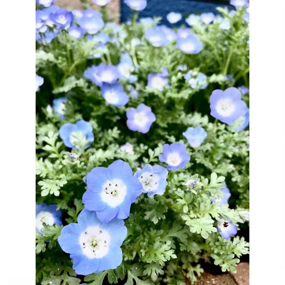 山下耀子さんのインスタグラム写真 - (山下耀子Instagram)「. . 春満喫  #花 #flower #ネモフィラ #nemophila」4月22日 15時48分 - twinkleyesy