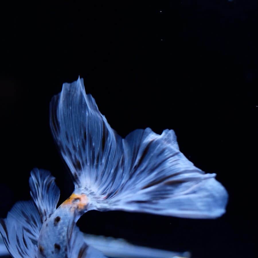島ゆいかさんのインスタグラム写真 - (島ゆいかInstagram)「渾身のヒレ #goldfish #aquarium」4月22日 15時45分 - chanyui_s