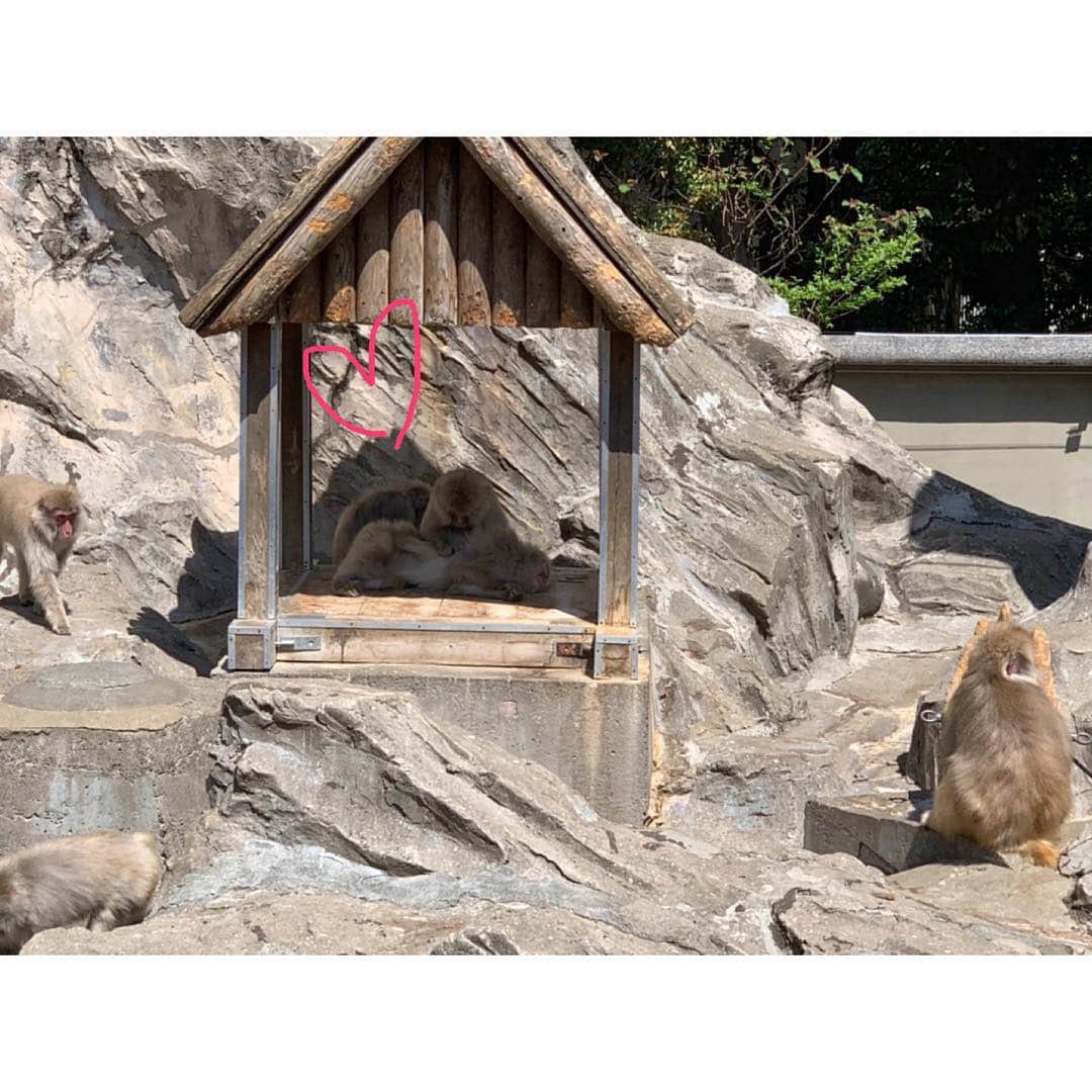 佐々木希さんのインスタグラム写真 - (佐々木希Instagram)「🐻🦜🐒 猿の毛繕い、癒し…♡」4月22日 15時46分 - nozomisasaki_official