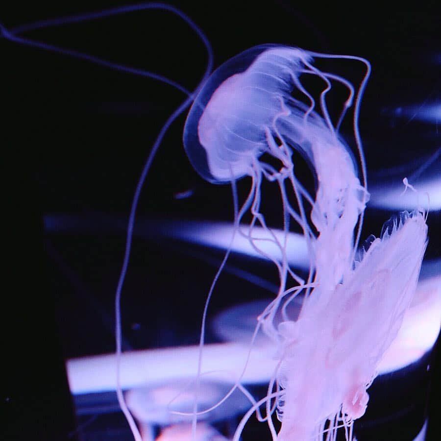島ゆいかさんのインスタグラム写真 - (島ゆいかInstagram)「#jellyfish #aquarium」4月22日 15時46分 - chanyui_s